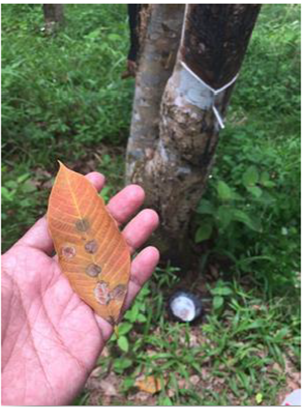 Leaf diseases threatening rubber plantations